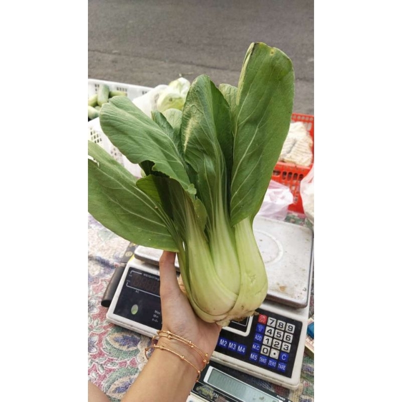 

(READY STOK) SAYUR POKCOY SEGAR