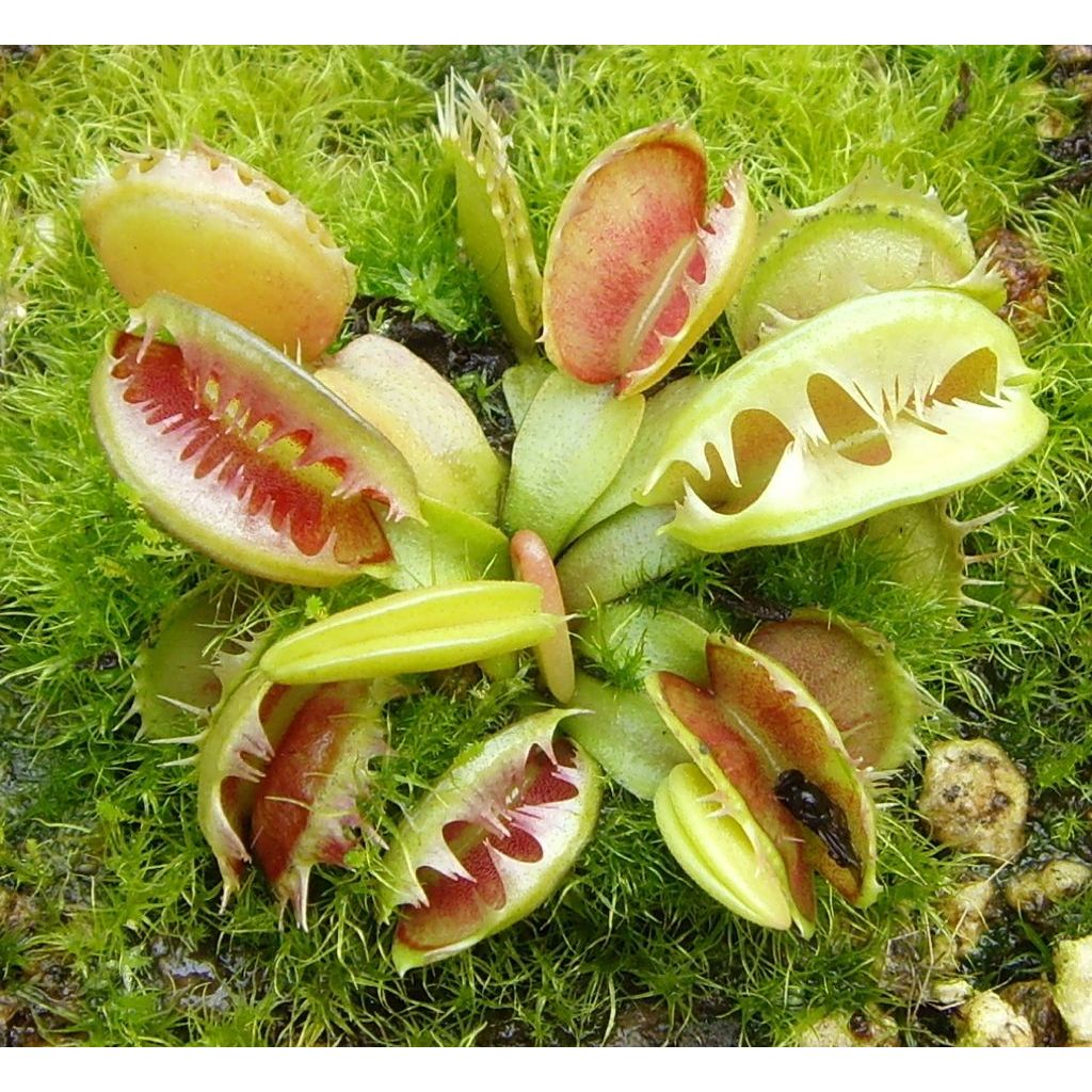 Tanaman Hidup Venus Flytrap Fused Tooth