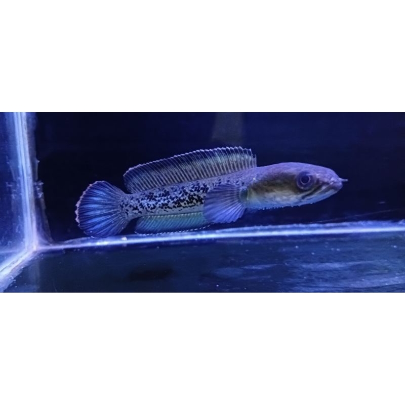 stewarti fulldot 10-12cm