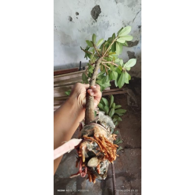 Fresh Cangkok Mamey Sapote Lorito