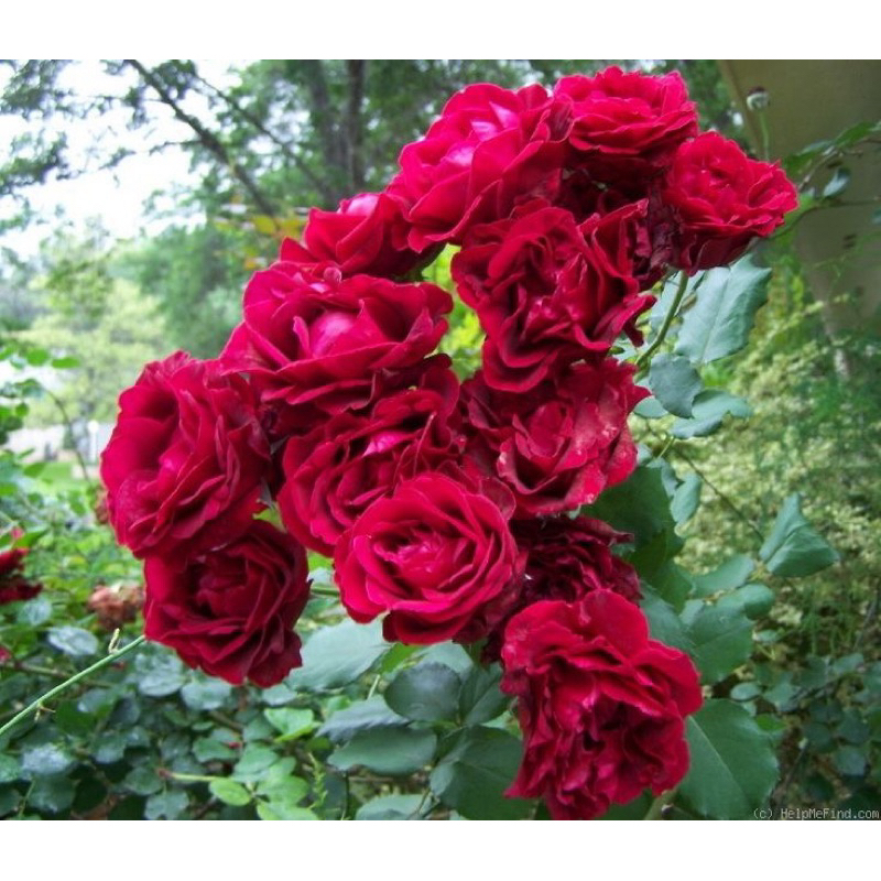 mawar import don juan - tanaman mawar merah