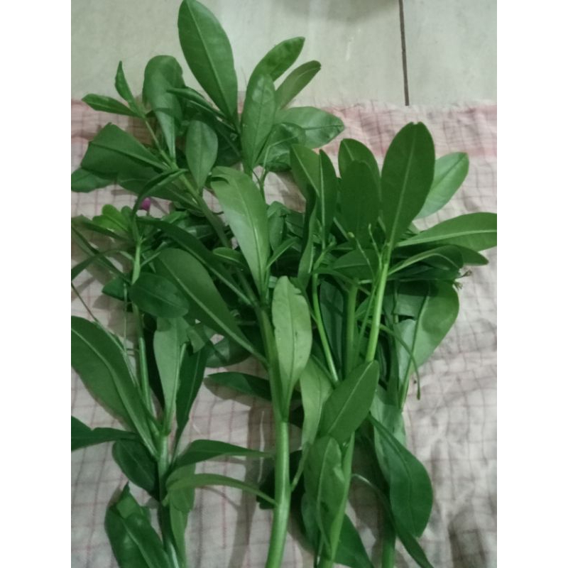 

daun sayur Ginseng segar ditanam di polibeg