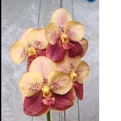 VANDA | ANGGREK VANDA DEWASA SUWANAPHUM CARDINAL