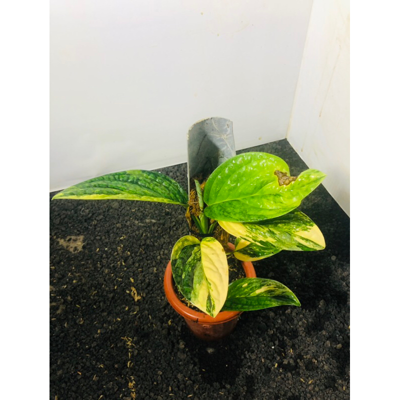 MONSTERA KARSTENIANUM PERU VARIGATA