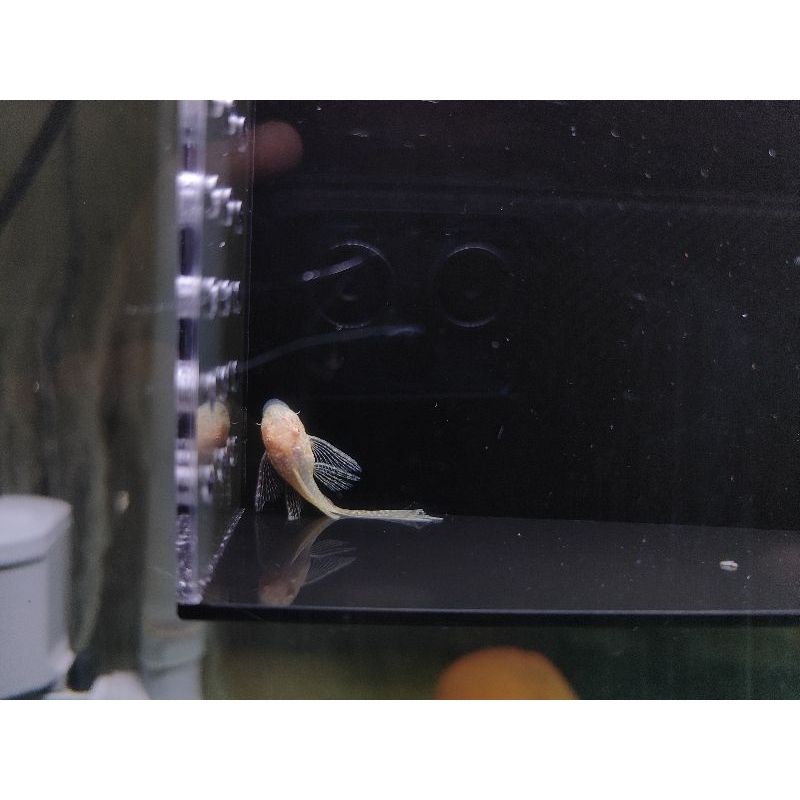Pleco Brushmouth Albino Slayer size kecil