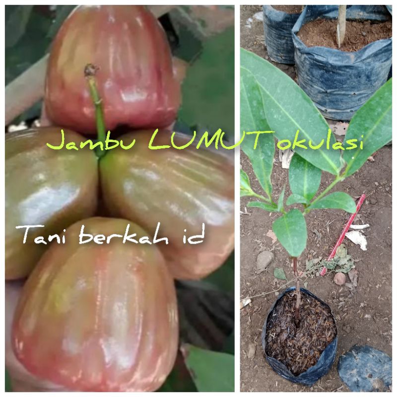 jambu air lumut okulasi