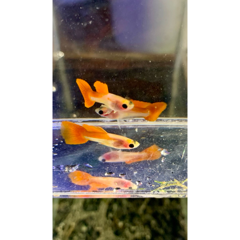 HIASAN AQUARIUM GUPPY GLASS BELLY SATU PASANG