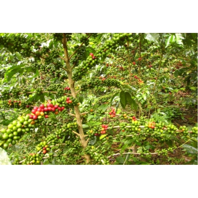 entres raja kopi Lampung super harga 100ribu