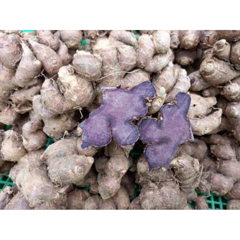 

kunyit hitam kunir hutam