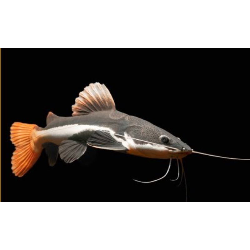 LELE HIAS RTC RED TAIL FISH SIZE 6 CM BONUS PAKAN