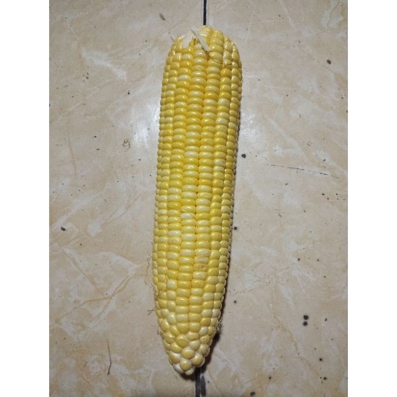 

Jagung Kuning Manis Per bj, Pasar Murah Makassar