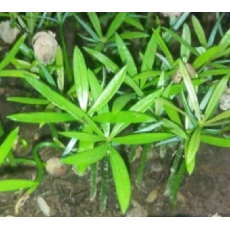 Bibit Lohansung Mawar