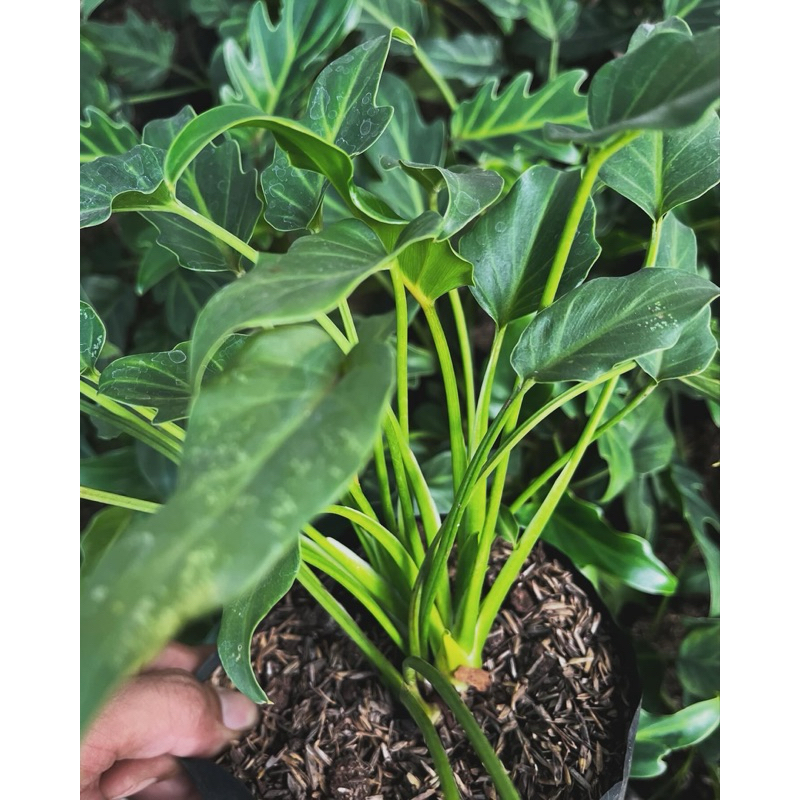 Philodendron xanadu / pilo xanadu