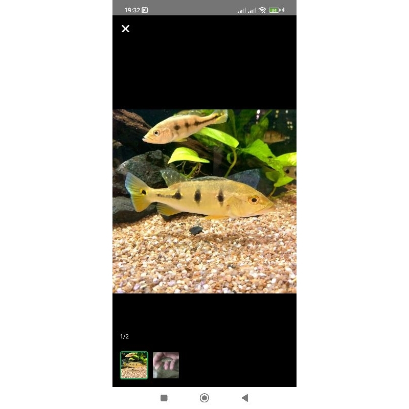 hiasan aquarium pbass orinoco