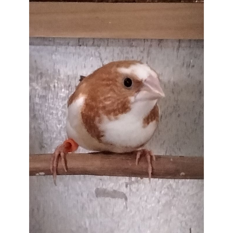 Emprit Jepang Jantan / Betina (Satuan) warna khusus