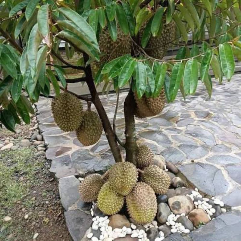 Bibit Durian Montong Thailand Pendek Sudah Berbuah