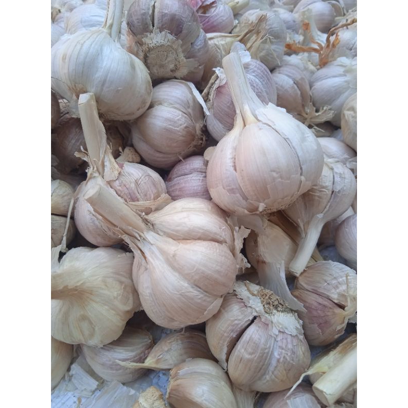 

Bawang Putih Kating fresh 1kg