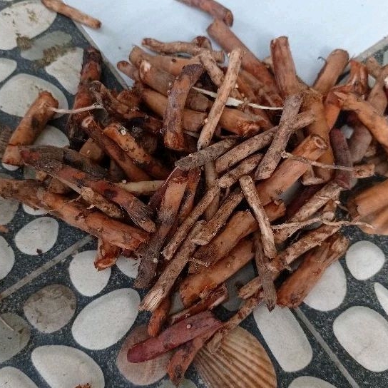 

Akar pinang merah segar 200 gram