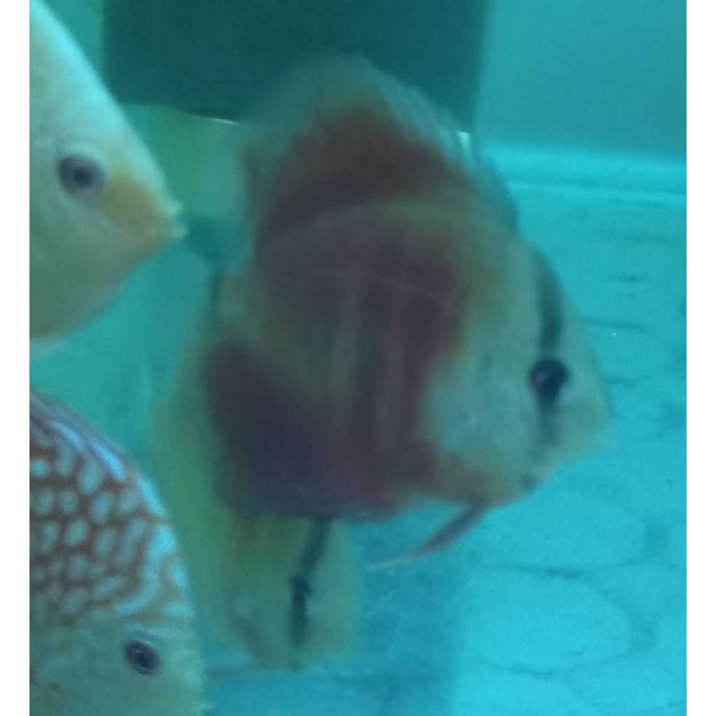 Ikan Discus San Merah 1,5 cm s/d 2 inch