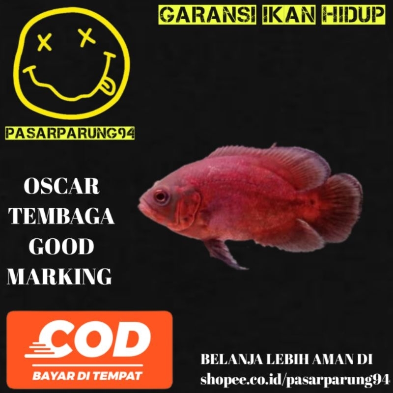 kebutuhan aquarium Oscar tembaga GM 7-8cm CEPAT BESAR