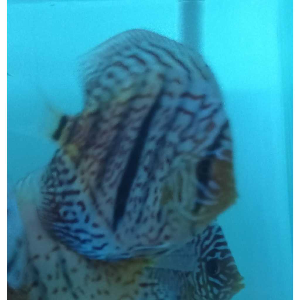 Ikan Discus Heckel Cross 2,5" inch s/d 5" inch