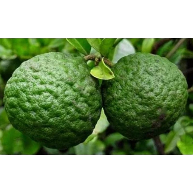 Bibit Cangkokan Jeruk Limau Kuit Khas Kalimantan / Limau Kuit Sambal