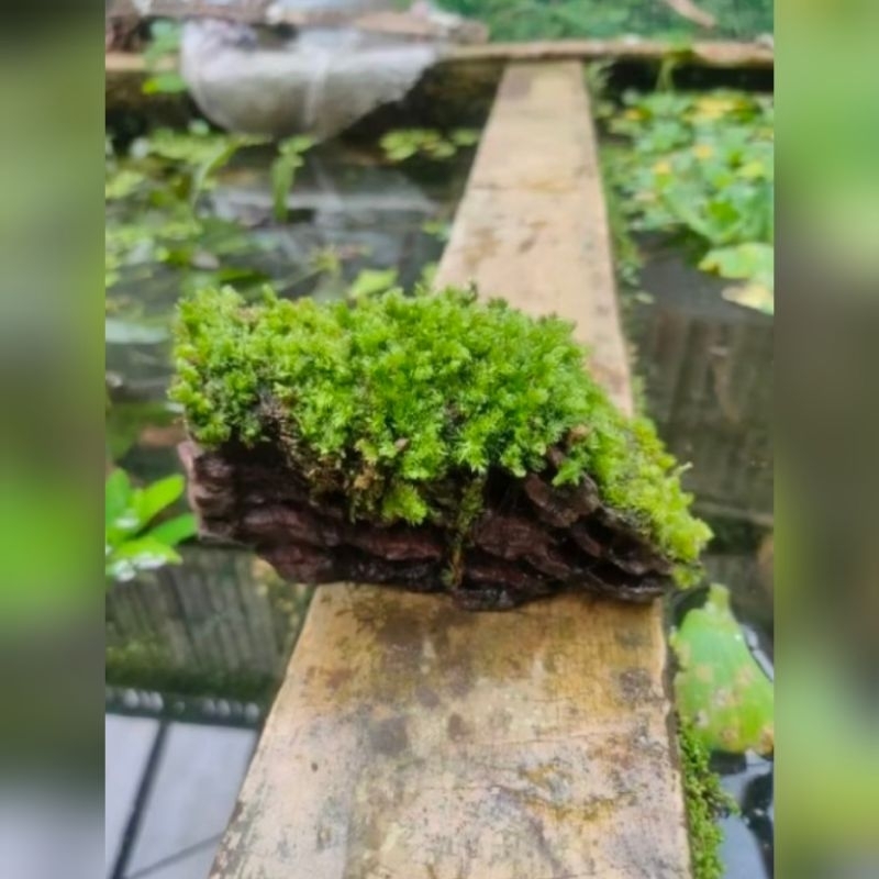 kayu rentek mos paludarium/terarium