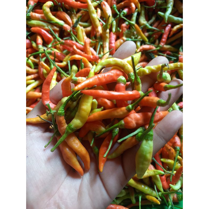 

Cabe Rawit Merah Kuning Hijau 1kg Pedas