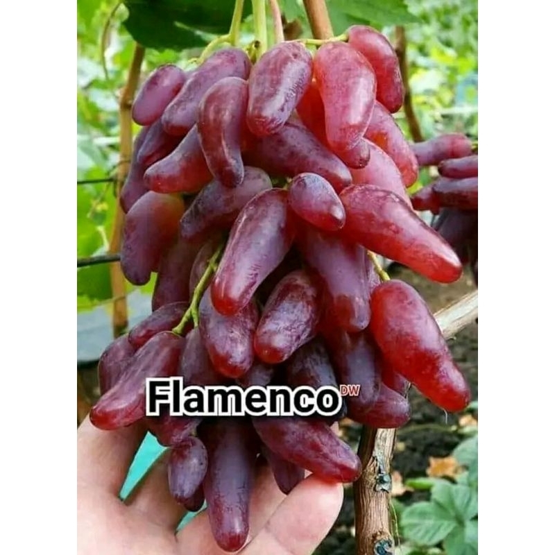 

bibit anggur impor Flamenco (merah)