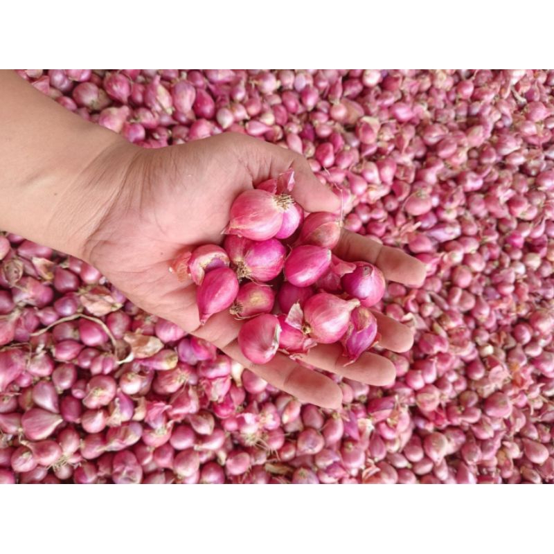 

BAWANG MERAH 1Kg,KUALITAS TERBAIK,MURAH,KERING