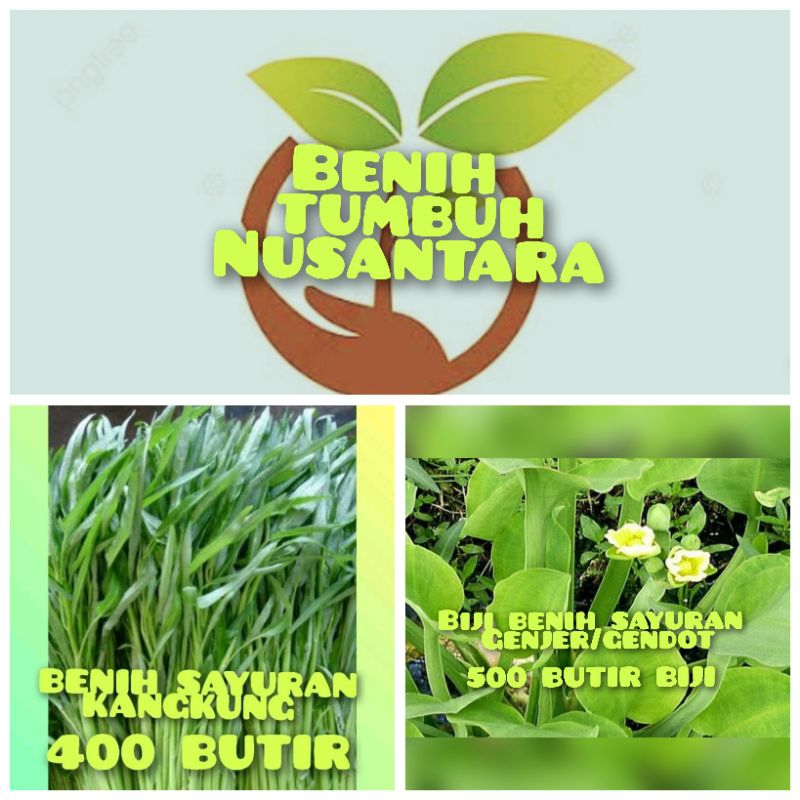 BENIH SAYURAN KANGKUNG, BENIH SAYURAN GENJER/GENDOT