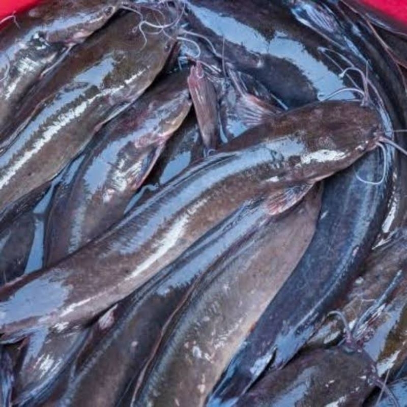 

Ikan Lele hidup segar 500 gr