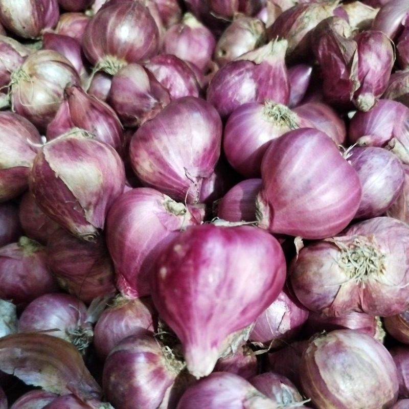 

KRIEGER || Bawang merah Besar Jumbo