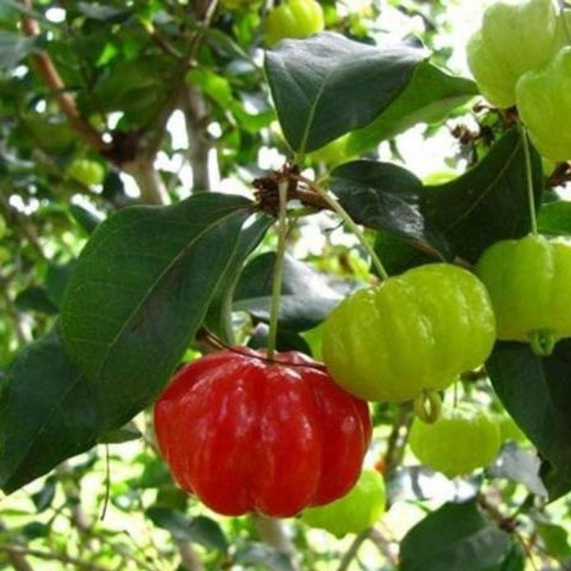 BIBIT TANAMAN POHON DEWA NDARU