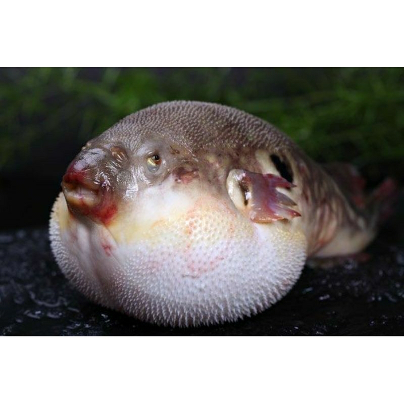 IKAN HIAS LAUT PUFFER FISH/ BUNTAL LAUT