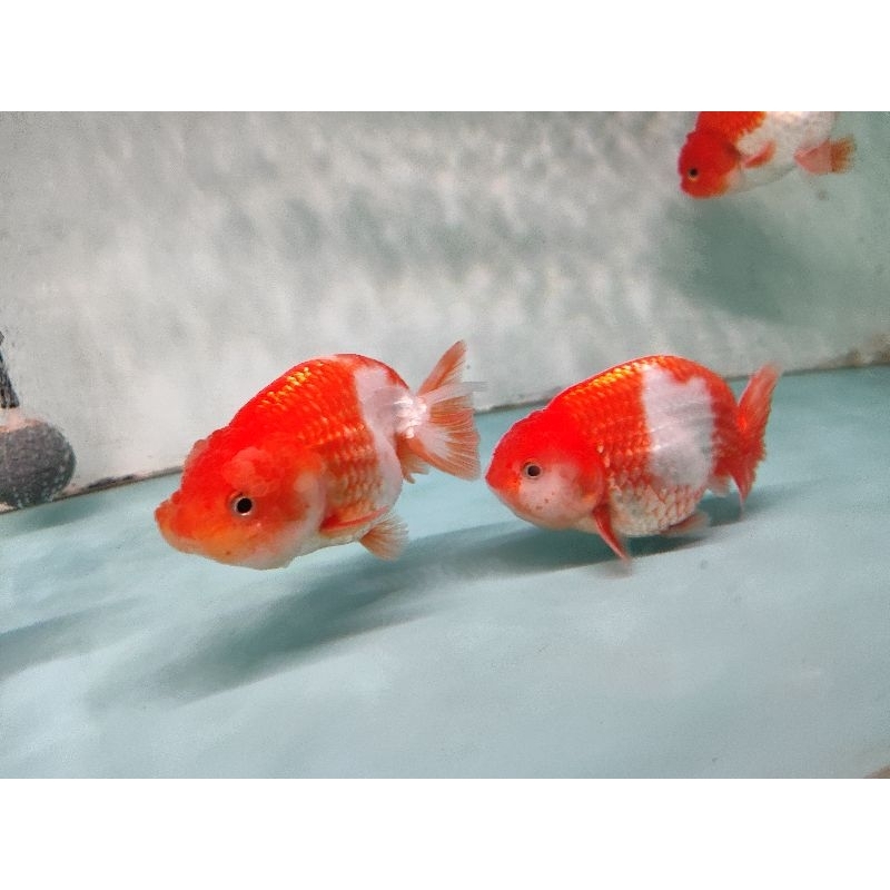 

ikan koki