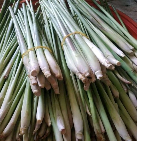 

Sereh Putih Bumbu Dapur 250 gram dan 500 gram