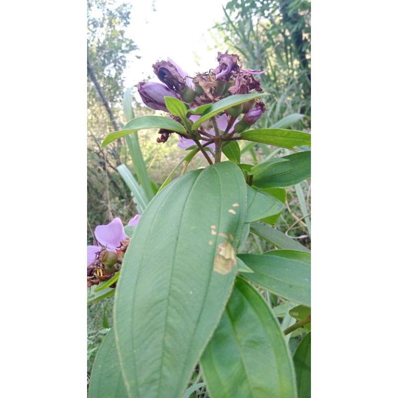 

daun herbal senggani haredong segar