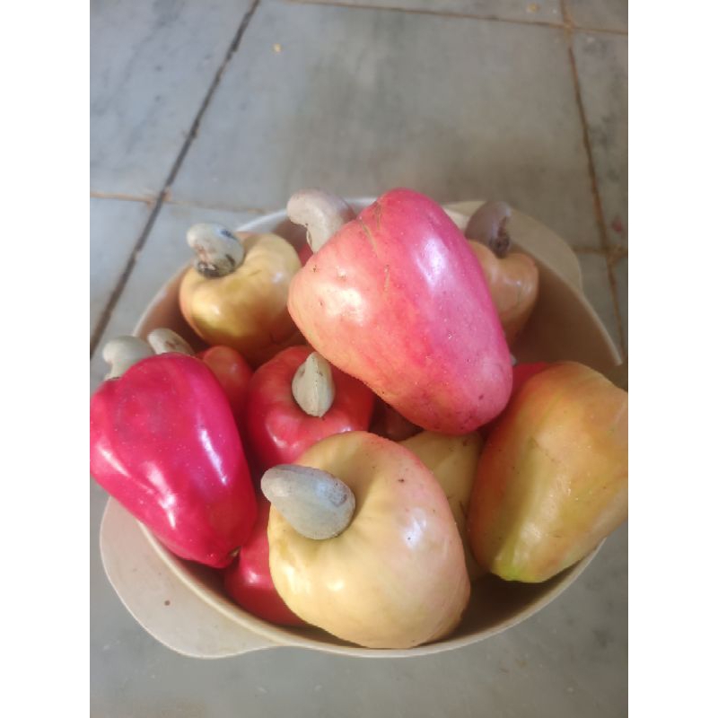 buah jambu mente segar Rp. 35.000 1 kilo / jambu monyet/ jambu mede / buah jambu mede / buah mede / 