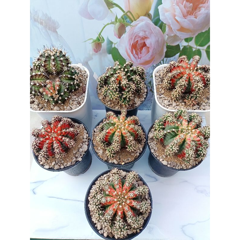 TERMURAH Kaktus 8 - 10 cm Gymno Miha Multicolor Multicolour Variegata