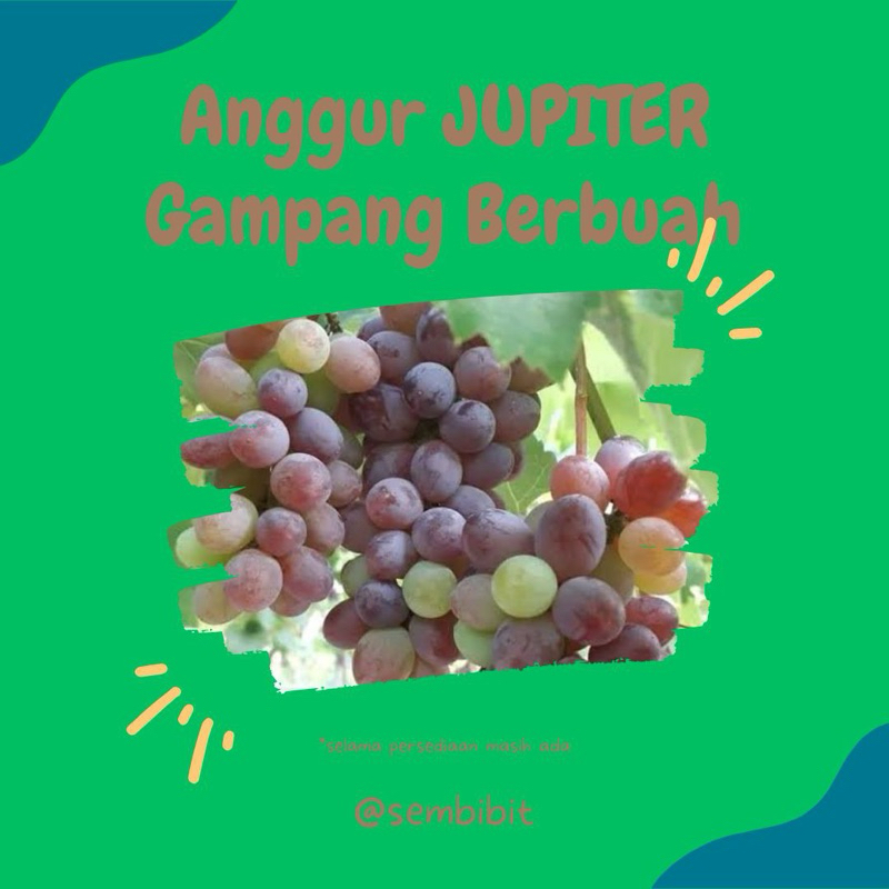 

Anggur import manis jenis Jupiter