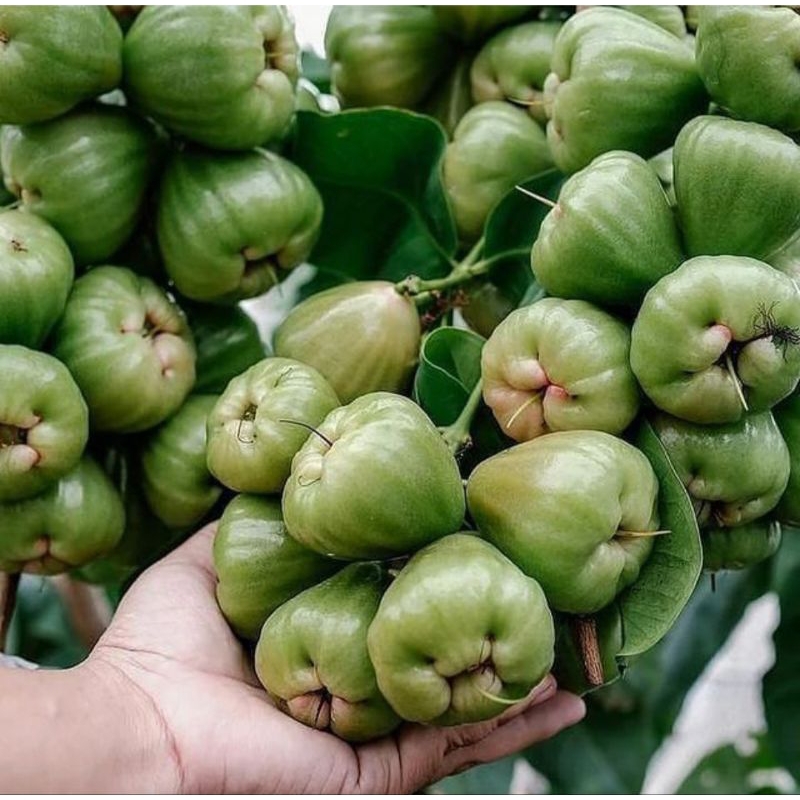 bibit  jambu air kiojok