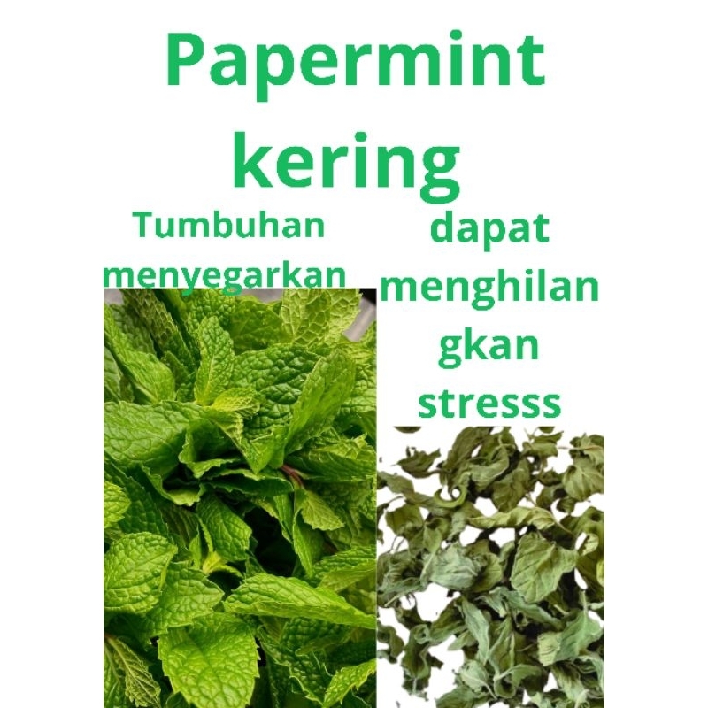 

Daun Mint Kering / Dry Pappermint alami 500 Gram