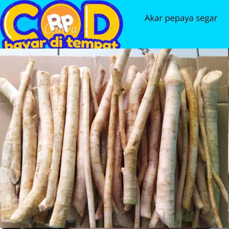 

akar pepaya segar 1 kg