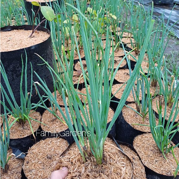Bibit Tanaman Sayur Daun Bawang / Daun Prei