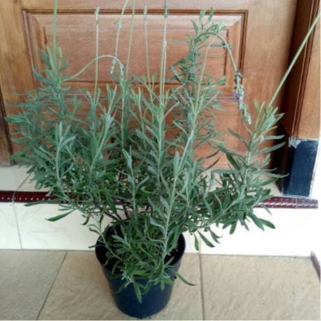 Bibit Tanaman Herbal Lavender Mexocan Import / Lavender Mexico