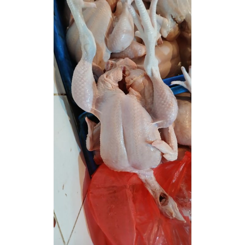 

ayam utuh 1 ekor pala kaki 1'4 1'5 kg