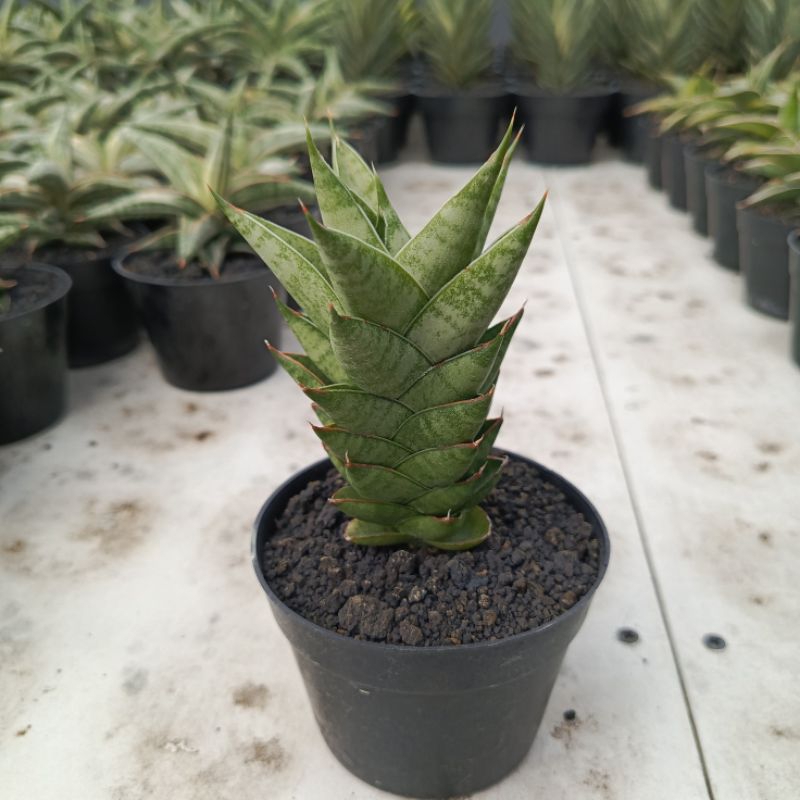sansevieria hybrid pagoda