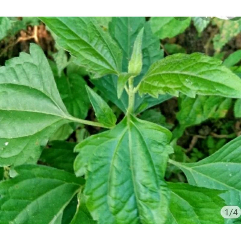 

daun karinyuh daun kopasanda/daun balakacida segar langsung petik 150grm