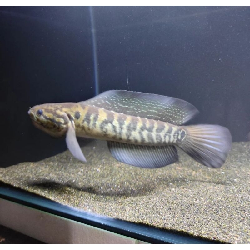 Ikan Channa Asiatica WS gondrong High Fin kualitas grade A+